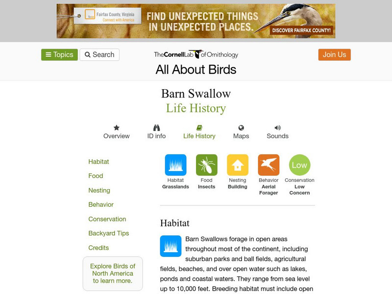 Cornell Lab of Ornithology: Barn Swallow Handout Cornell Lab of Ornithology: Barn Swallow Handout