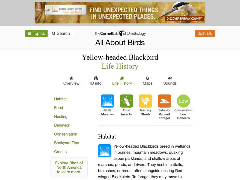 Cornell Lab of Ornithology: Yellow Headed Blackbird Handout Cornell Lab of Ornithology: Yellow Headed Blackbird Handout