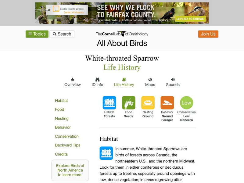 Cornell Lab of Ornithology: White Throated Sparrow Handout Cornell Lab of Ornithology: White Throated Sparrow Handout