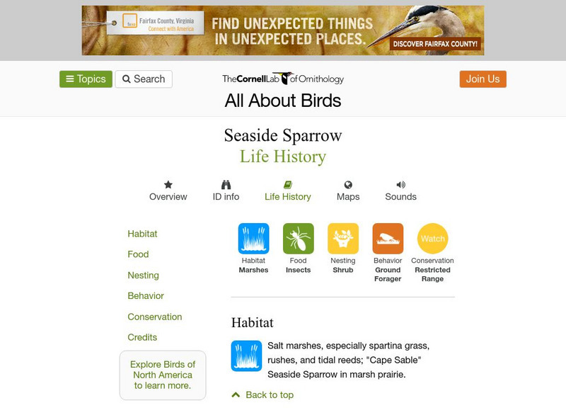 Cornell Lab of Ornithology: Seaside Sparrow Handout Cornell Lab of Ornithology: Seaside Sparrow Handout