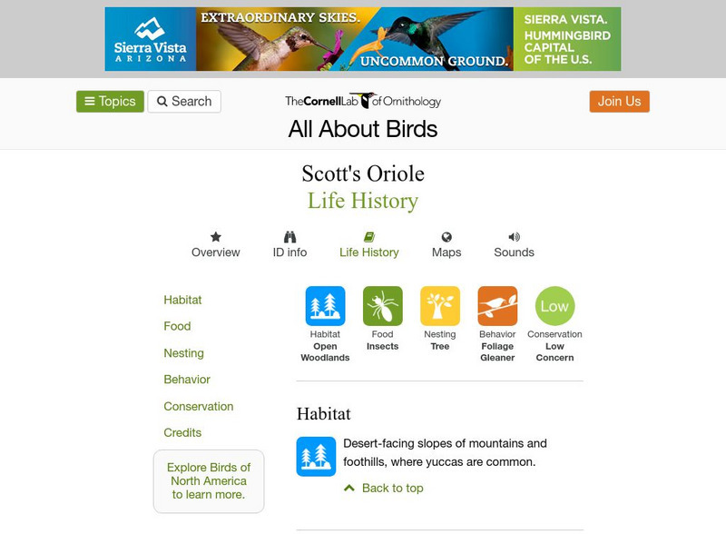 Cornell Lab of Ornithology: Scott's Oriole Handout