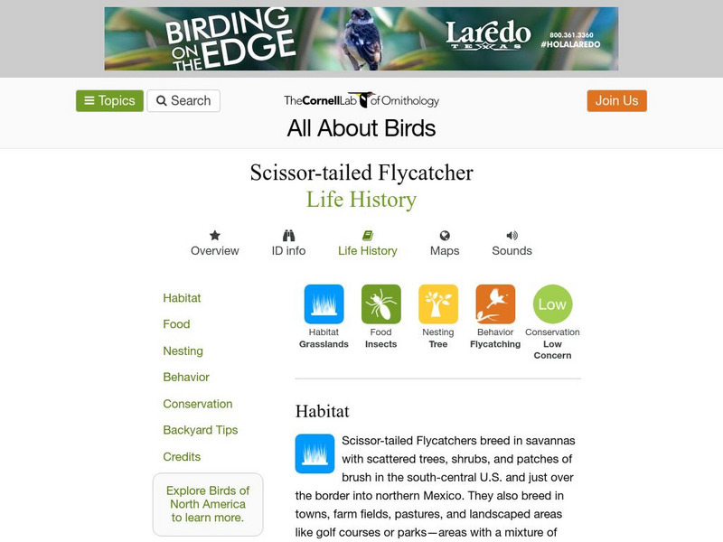 Cornell Lab of Ornithology: Scissor Tailed Flycatcher Handout Cornell Lab of Ornithology: Scissor Tailed Flycatcher Handout