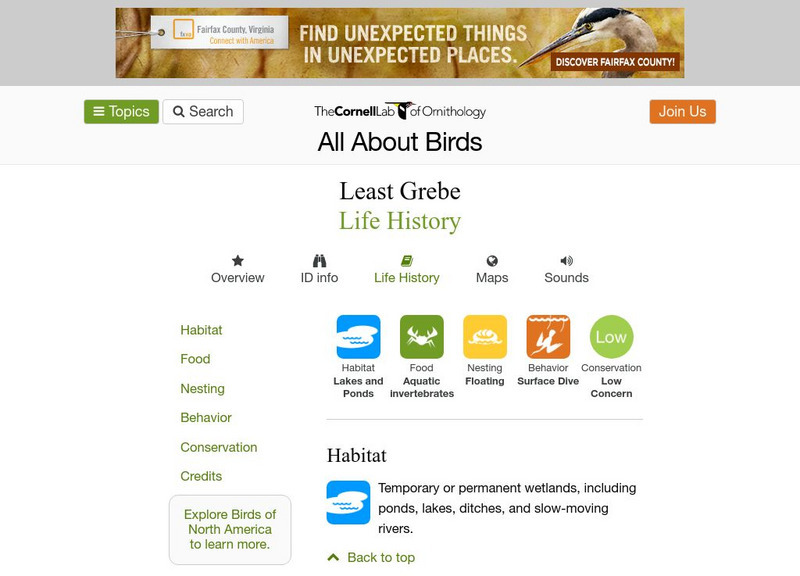Cornell Lab of Ornithology: Least Grebe Handout Cornell Lab of Ornithology: Least Grebe Handout