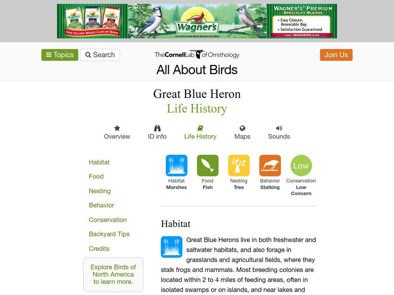 Cornell Lab of Ornithology: Great Blue Heron Handout Cornell Lab of Ornithology: Great Blue Heron Handout