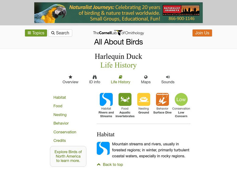 Cornell Lab of Ornithology: Harlequin Duck Handout Cornell Lab of Ornithology: Harlequin Duck Handout