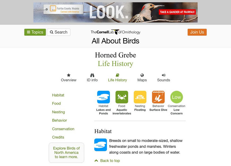 Cornell Lab of Ornithology: Horned Grebe Handout Cornell Lab of Ornithology: Horned Grebe Handout