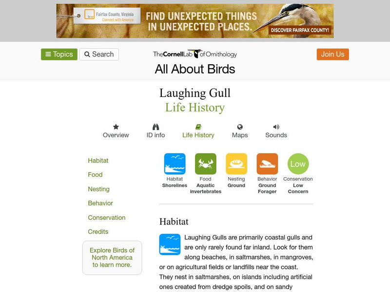 Cornell Lab of Ornithology: Laughing Gull Handout Cornell Lab of Ornithology: Laughing Gull Handout