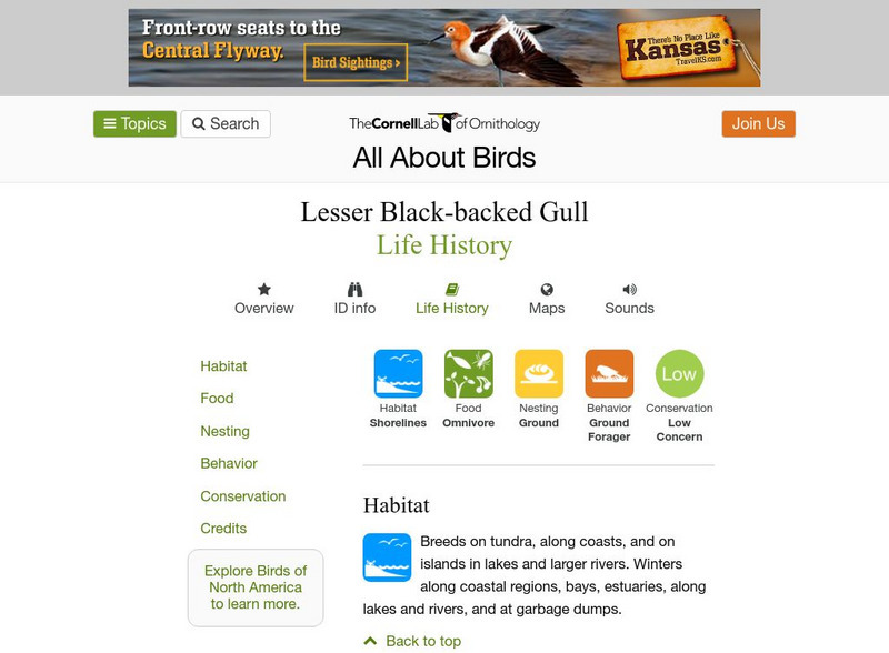 Cornell Lab of Ornithology: Lesser Black Backed Gull Handout Cornell Lab of Ornithology: Lesser Black Backed Gull Handout