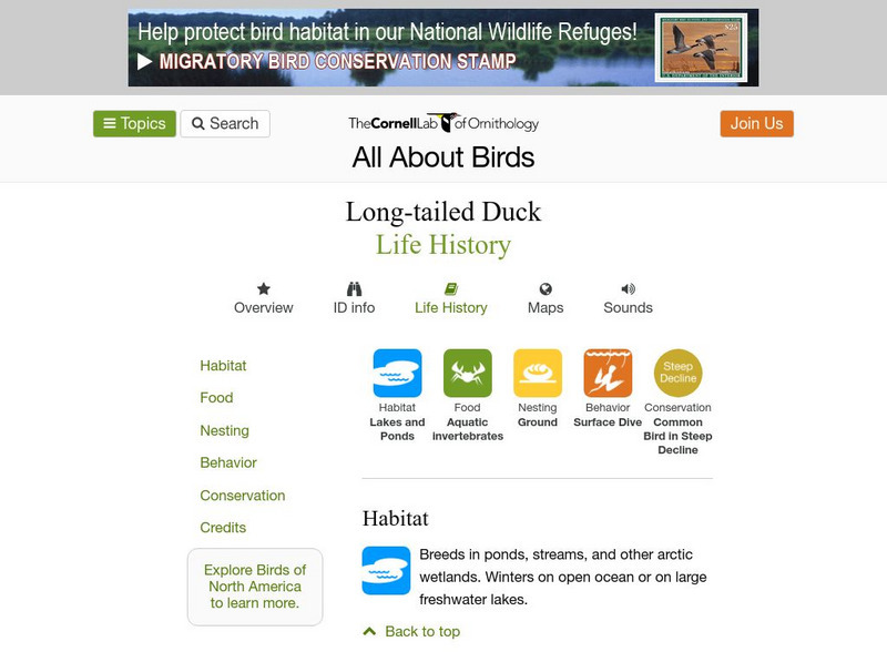 Cornell Lab of Ornithology: Long Tailed Duck Handout Cornell Lab of Ornithology: Long Tailed Duck Handout