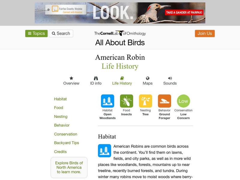 Cornell Lab of Ornithology: American Robin Handout Cornell Lab of Ornithology: American Robin Handout