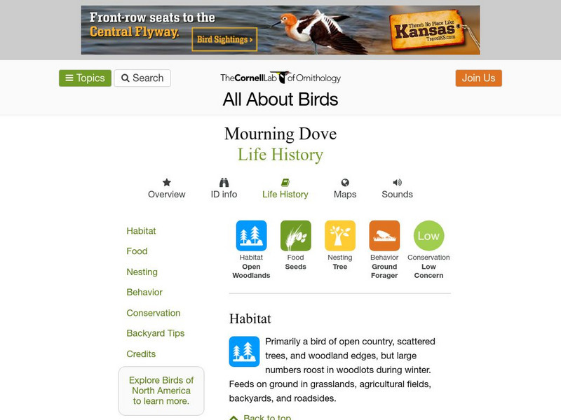 Cornell Lab of Ornithology: Mourning Dove Handout Cornell Lab of Ornithology: Mourning Dove Handout