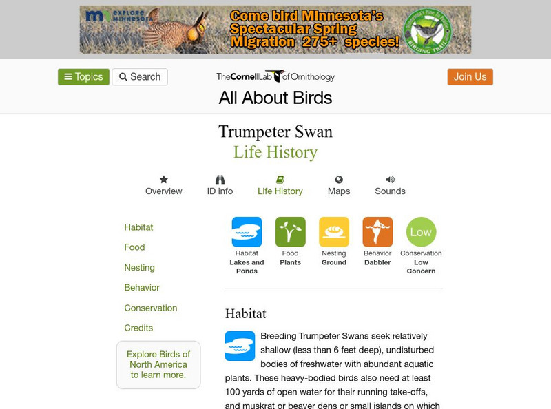 Cornell Lab of Ornithology: Trumpeter Swan Handout Cornell Lab of Ornithology: Trumpeter Swan Handout