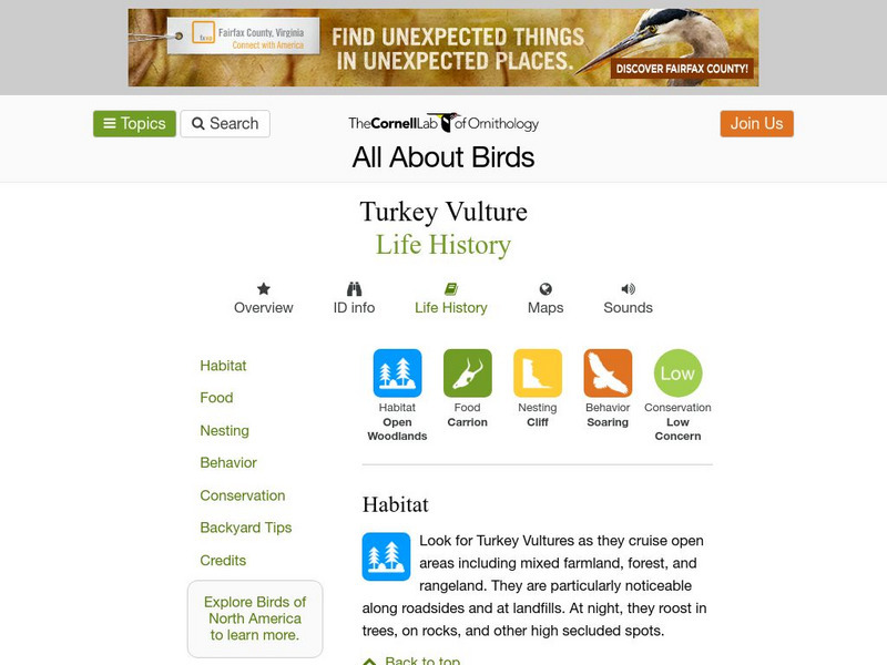 Cornell Lab of Ornithology: Turkey Vulture Handout Cornell Lab of Ornithology: Turkey Vulture Handout