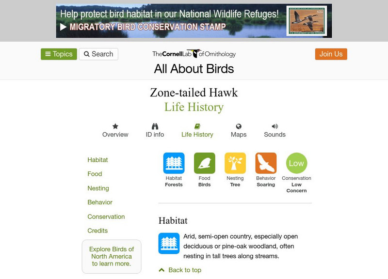 Cornell Lab of Ornithology: Zone Tailed Hawk Handout Cornell Lab of Ornithology: Zone Tailed Hawk Handout