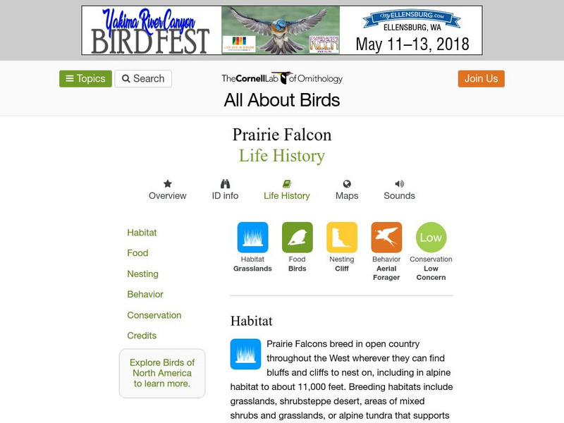 Cornell Lab of Ornithology: Prairie Falcon Handout Cornell Lab of Ornithology: Prairie Falcon Handout