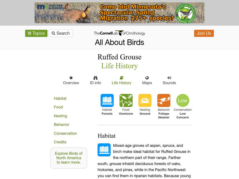 Cornell Lab of Ornithology: Ruffed Grouse Handout Cornell Lab of Ornithology: Ruffed Grouse Handout