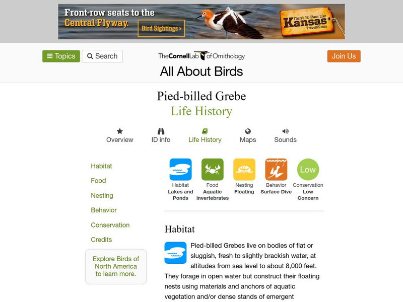 Cornell Lab of Ornithology: Pied Billed Grebe Handout Cornell Lab of Ornithology: Pied Billed Grebe Handout