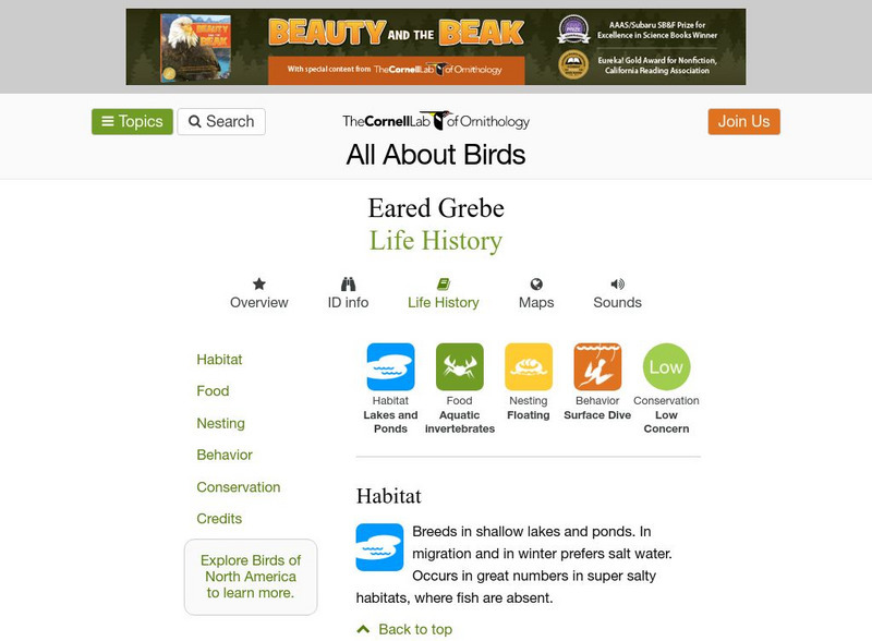 Cornell Lab of Ornithology: Eared Grebe Handout Cornell Lab of Ornithology: Eared Grebe Handout