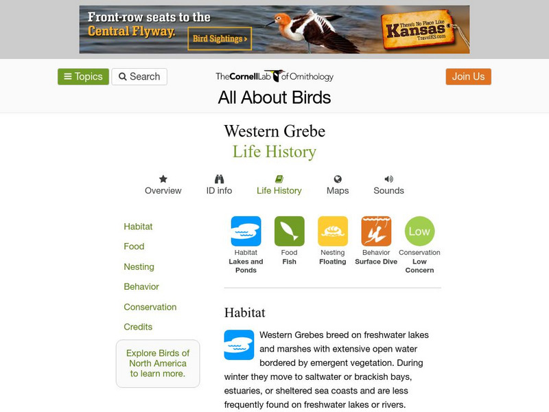 Cornell Lab of Ornithology: Western Grebe Handout Cornell Lab of Ornithology: Western Grebe Handout