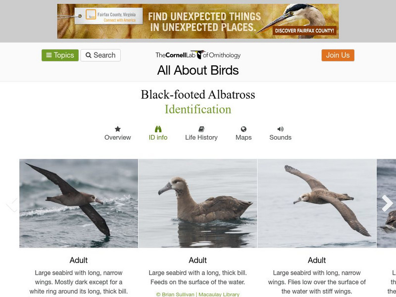 Cornell Lab of Ornithology: Black Footed Albatross Handout Cornell Lab of Ornithology: Black Footed Albatross Handout