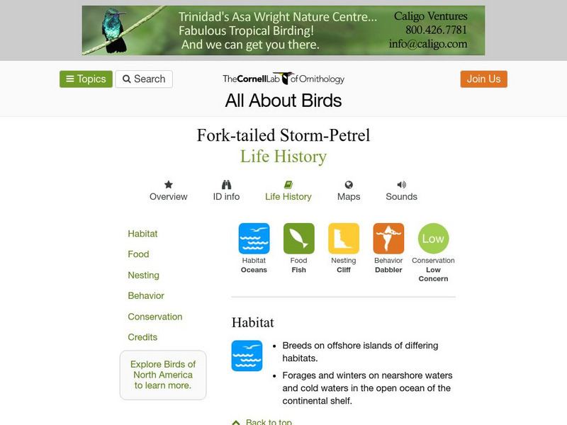 Cornell Lab of Ornithology: Fork Tailed Storm Petrel Handout Cornell Lab of Ornithology: Fork Tailed Storm Petrel Handout