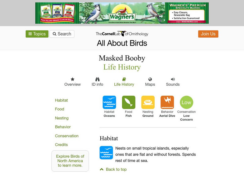 Cornell Lab of Ornithology: Masked Booby Handout Cornell Lab of Ornithology: Masked Booby Handout