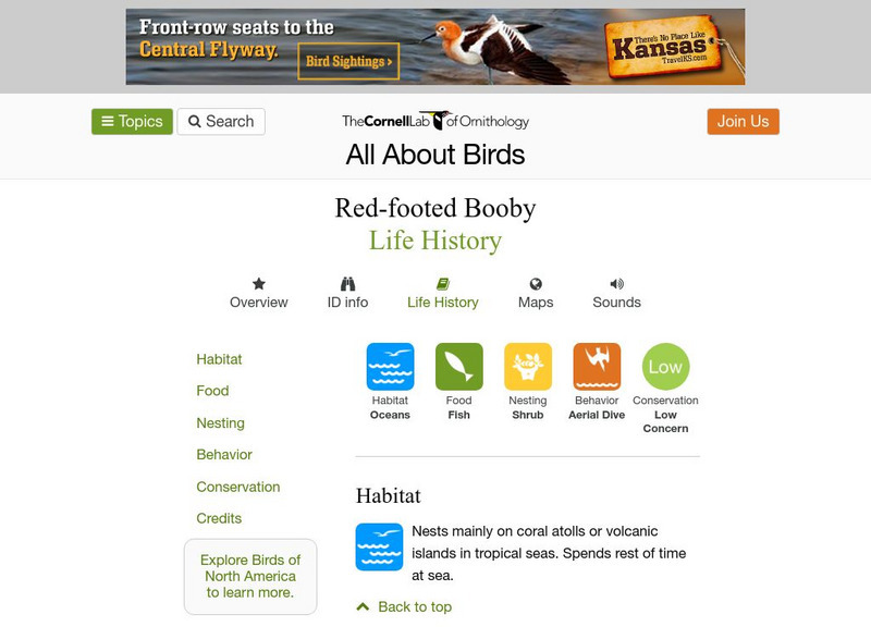 Cornell Lab of Ornithology: Red Footed Booby Handout Cornell Lab of Ornithology: Red Footed Booby Handout