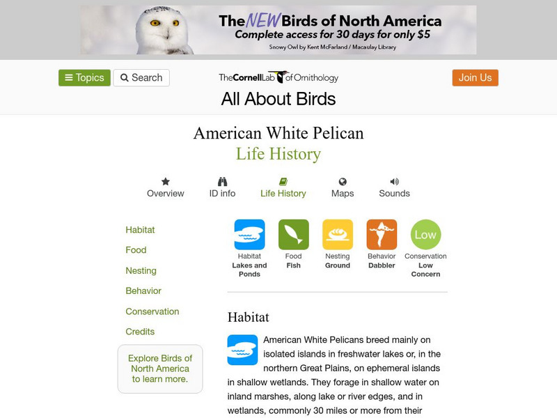 Cornell Lab of Ornithology: American White Pelican Handout