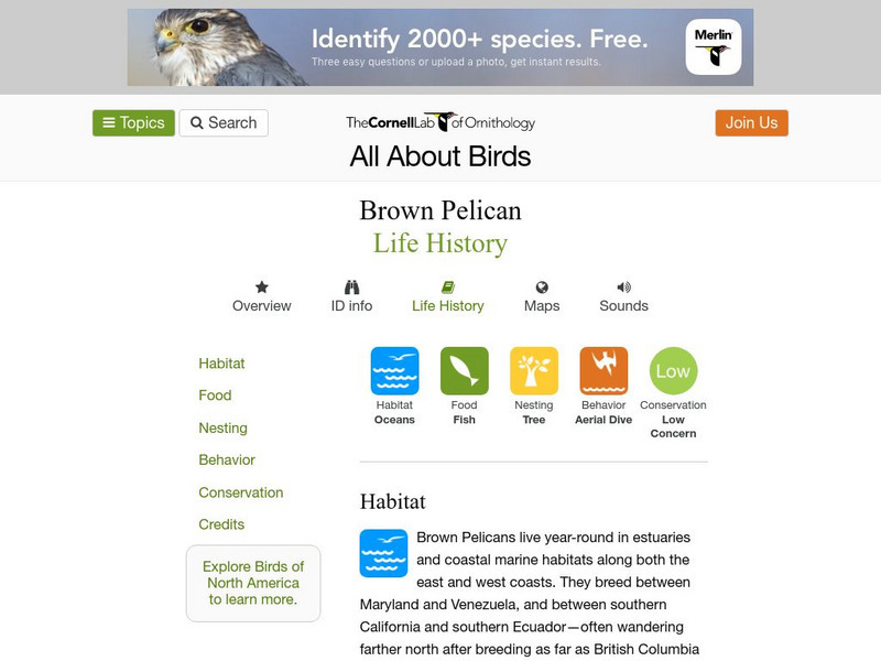 Cornell Lab of Ornithology: Brown Pelican Handout