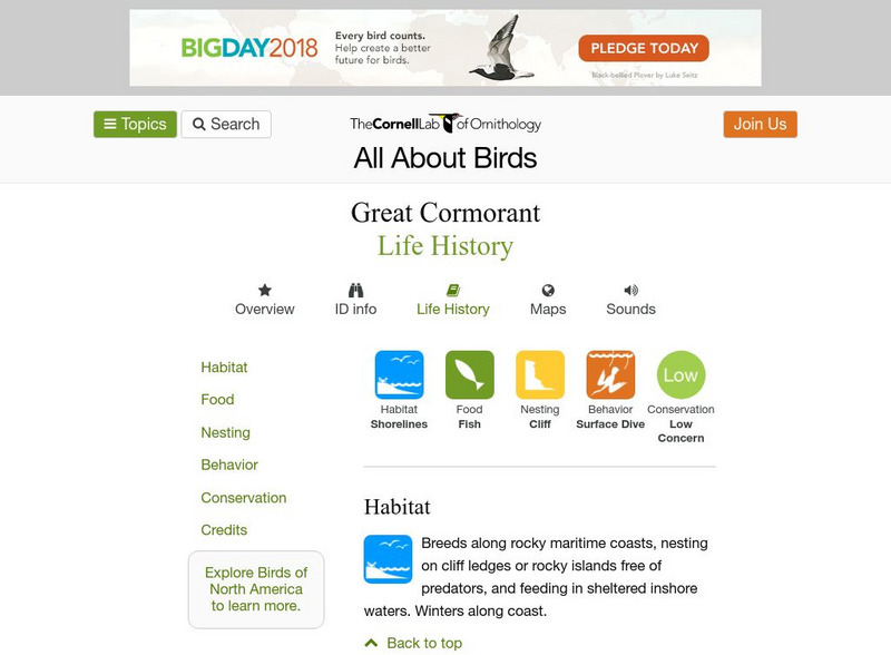 Cornell Lab of Ornithology: Great Cormorant Handout