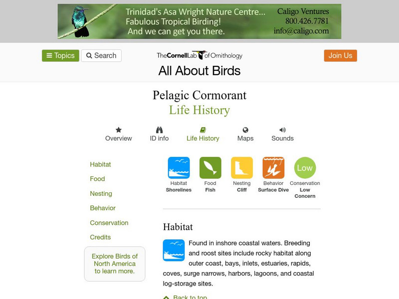 Cornell Lab of Ornithology: Pelagic Cormorant Handout