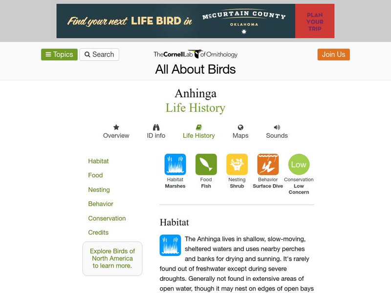 Cornell Lab of Ornithology: Anhinga Handout Cornell Lab of Ornithology: Anhinga Handout