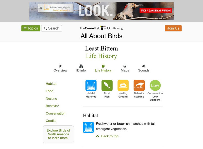 Cornell Lab of Ornithology: Least Bittern Handout