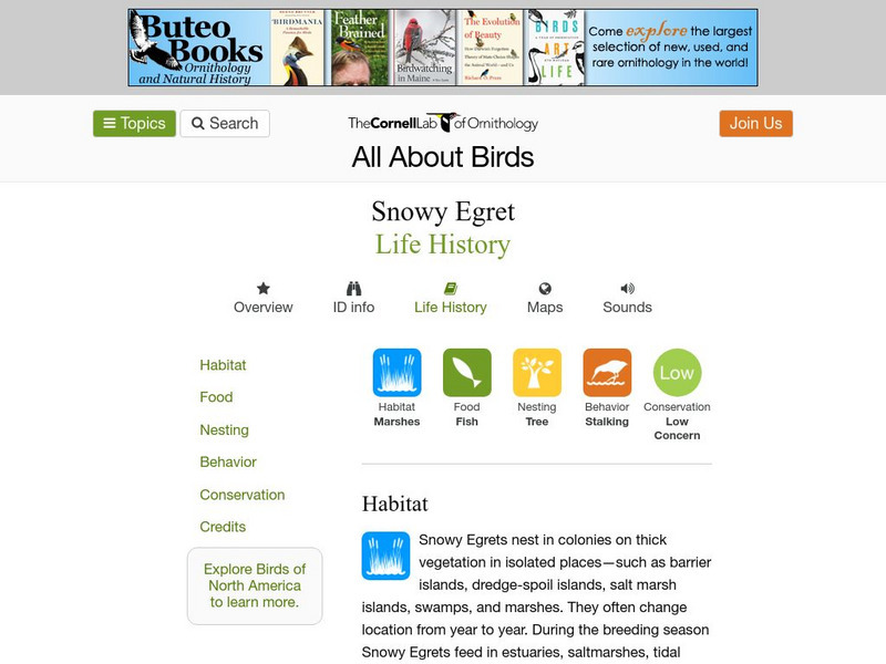 Cornell Lab of Ornithology: Snowy Egret Handout