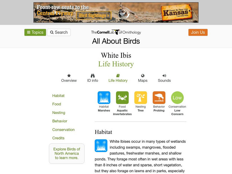 Cornell Lab of Ornithology: White Ibis Handout Cornell Lab of Ornithology: White Ibis Handout