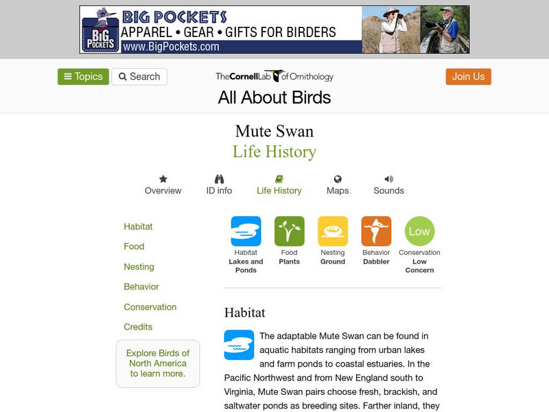 Cornell Lab of Ornithology: Mute Swan Handout Cornell Lab of Ornithology: Mute Swan Handout