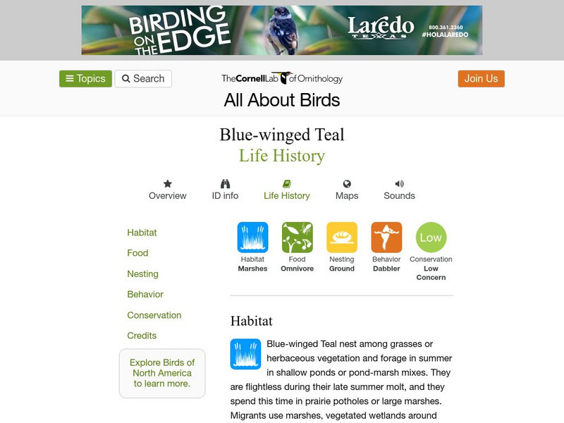 Cornell Lab of Ornithology: Blue Winged Teal Handout Cornell Lab of Ornithology: Blue Winged Teal Handout