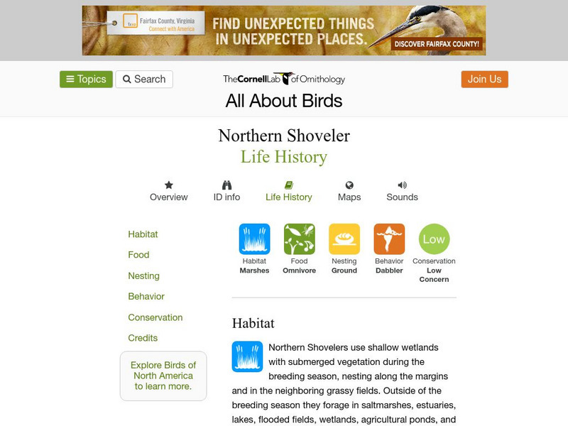 Cornell Lab of Ornithology: Northern Shoveler Handout