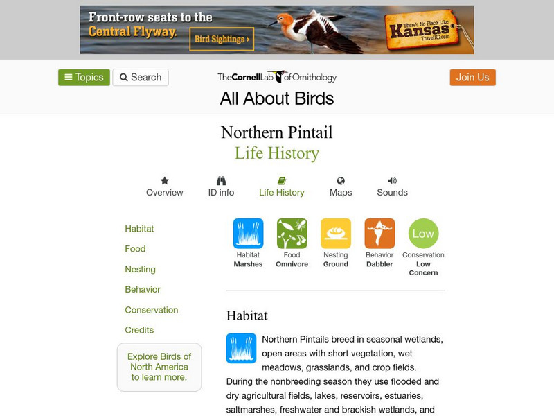 Cornell Lab of Ornithology: Northern Pintail Handout Cornell Lab of Ornithology: Northern Pintail Handout