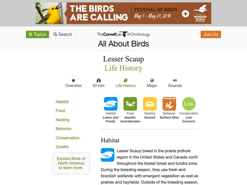 Cornell Lab of Ornithology: Lesser Scaup Handout