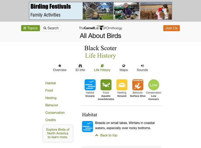 Cornell Lab of Ornithology: Black Scoter Handout