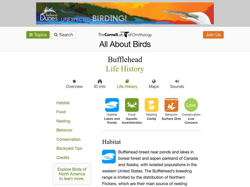Cornell Lab of Ornithology: Bufflehead Handout