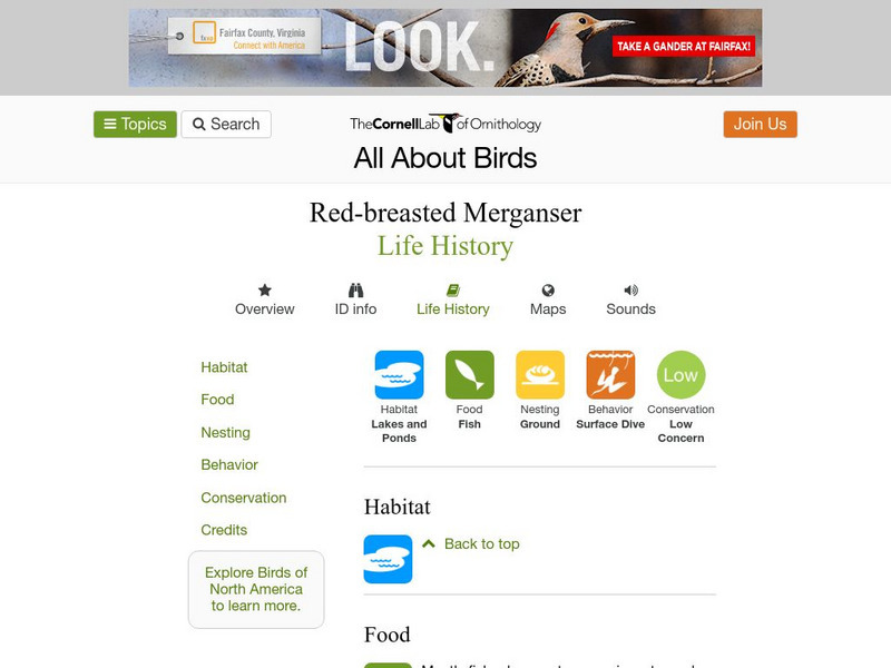 Cornell Lab of Ornithology: Red Breasted Meganser Handout