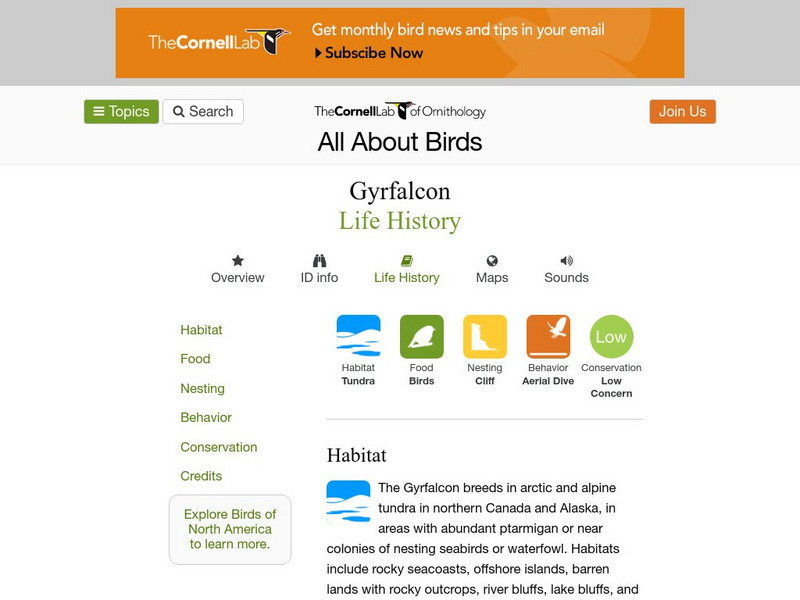 Cornell Lab of Ornithology: Gyrfalcon Handout