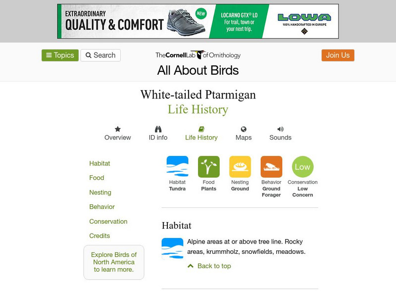 Cornell Lab of Ornithology: White Tailed Ptarmigan Handout
