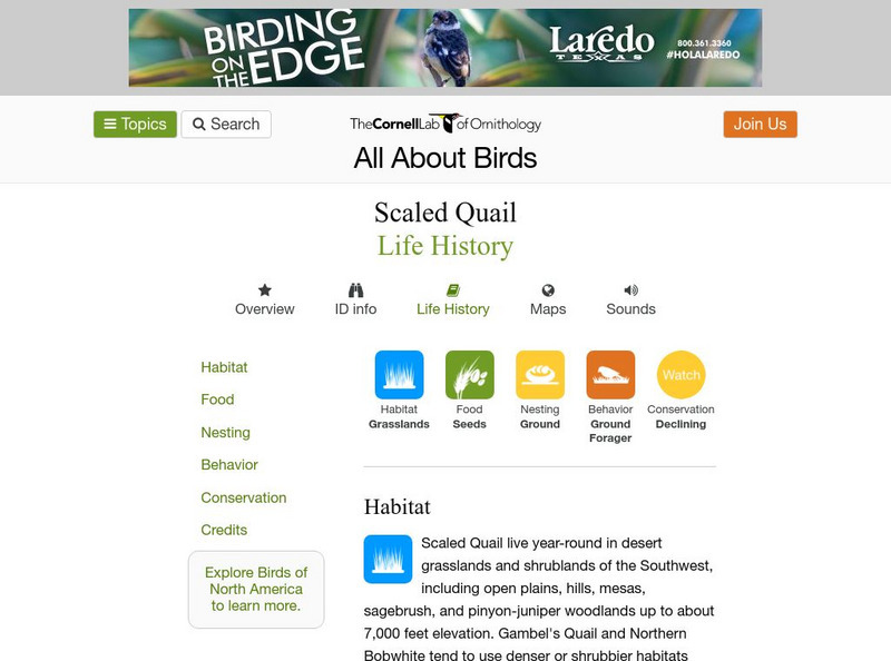 Cornell Lab of Ornithology: Scaled Quail Handout