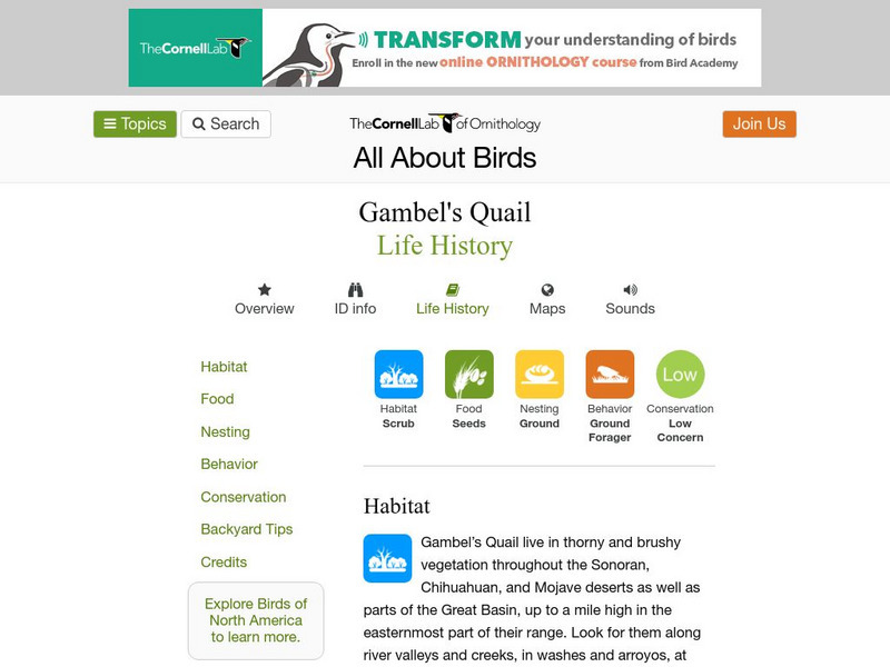 Cornell Lab of Ornithology: Gambel's Quail Handout