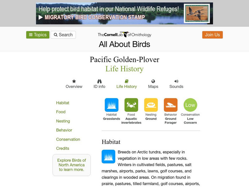 Cornell Lab of Ornithology: Pacific Golden Plover Handout