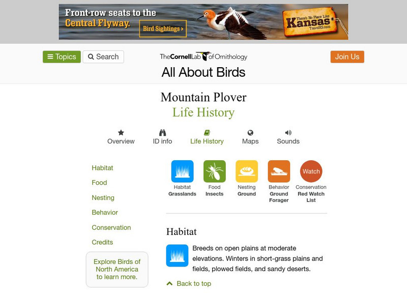 Cornell Lab of Ornithology: Mountain Plover Handout