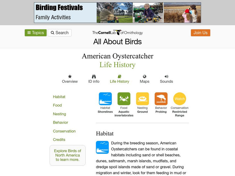 Cornell Lab of Ornithology: American Oystercatcher Handout Cornell Lab of Ornithology: American Oystercatcher Handout